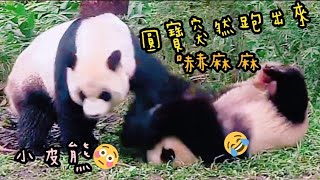 圓寶盧媽媽要喝奶盧不成，不開心四處狂竄|熊貓貓熊The Giant Panda Yuan Yuan and Yuan Bao|台北市立動物園