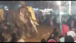 Elephant rampage during BP Angadi Nercha in Malappuram, Kerala. January 8, 2025.