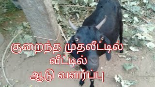 குறைந்த முதலீட்டில் வீட்டில் ஆடு வளர்ப்பு || goat farming || simple goat farming || tamil