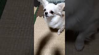 納豆を食べるとキマってしまう犬