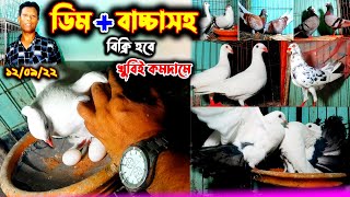 ডিম+বাচ্চাসহ কবুতর কিনুন একদম পানির দামে | কমদামে কবুতর কিনুন খামার থেকে | কমদামে কবুতর বিক্রি |