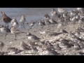 春の荒尾干潟　　渡り鳥の採餌編