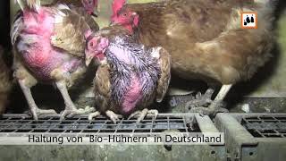 Haltung von Bio-Hühnern in #Deutschland - #Biohuhn - Chicken - Organic Chicken - Germany - #Huhn