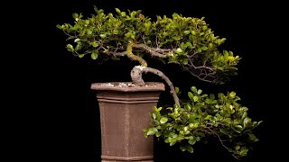 Searsia as bonsai, from the book 'Growing South African Trees as Bonsai'