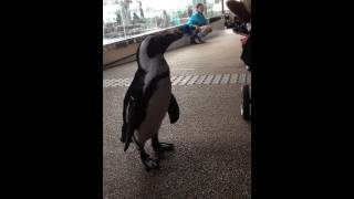 京都水族館 ペンギンさんの散歩