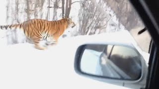 Wild Tiger Runs Alongside Car