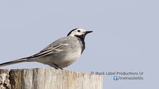 Baltā cielava Motacilla alba | Latvijas putni / Latvian birds