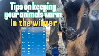 Tips on keeping your animals warm