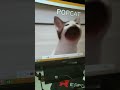 popcat 真正的玩法！ shorts