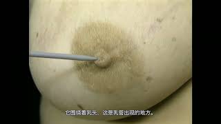 艾氏解剖｜ 乳房