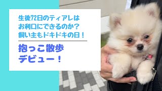 【抱っこ散歩デビュー】何処に行ったでしょう？【ポメラニアン】【子犬】【生後2ヶ月】#散歩 #011#犬のいる暮らし