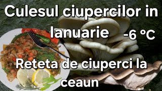 Culesul ciupercilor iarna / Deliciosul pastrav de padure /Pleurotus / Reteta delicioasa de ciuperci