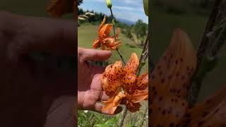 虎斑百合开花了 #shorts #gardening #lily #flowers #farm #农场 #百合#花