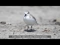 sanderling calidris alba .