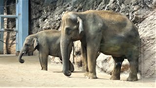 20230919 上野動物園　アジアゾウ①　朝、のんびりしているウタイとアルン　お昼過ぎにプールから出てタイヤ遊びや砂浴びをするアルン