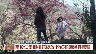 南投仁愛鄉櫻花綻放　粉紅花海遊客驚豔｜華視台語新聞 2023.02.03