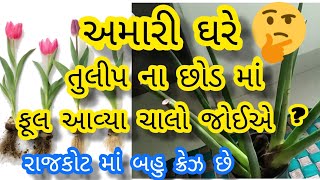 રાજકોટ માં અત્યારે બહુ જ ક્રેઝ છે આ છોડ નો,શું છે આ? | Halo Rajkot VLOG