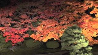 南禅寺・天授庵 ライトアップ その3 方丈前庭 京都の紅葉名所　Tenju-an Temple autumn leaves light-up in Kyoto part.3