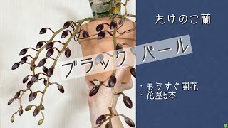 2022年12月17日　たけのこ蘭【ブラック パール】　5本の花茎が重い🤣　昨年は1本だった花茎に17輪　今年は65輪位　※東京ドーム世界らん展2023  《2月8日〜2月14日》