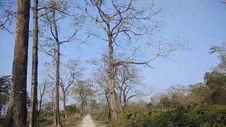 Jaldapara National Park | Car Safari | Madarihat,West Bengal |2019