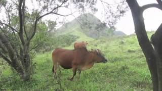 2013-5-23 馬鞍山昂平至西貢大水井