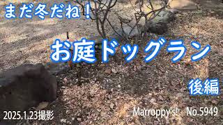 まだ冬だね!お庭ドッグラン　後編