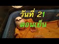 ไข่แตกร้าวหรือบุบก็ฟักได้ เพียง 21วัน มาลุ้นจนลูกไก่เกิด มาดูกัน...