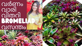 വർണം വാരി വിതറി Bromeliad വസന്തം / Bromeliad