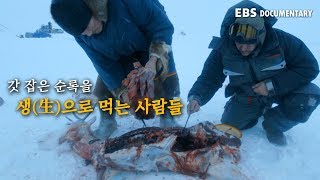 갓 잡은 순록을 생(生)으로 먹는 툰드라 유목민의 식문화