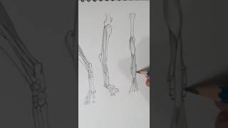 How to draw dog bone and muscles #doganatomy #dogs #diy