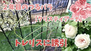 つるバラ【クリスティアーナ】トレリスへの誘引