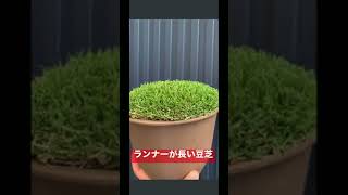 【TURF】ランナーが長い豆芝