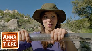 Das Rasseln der Klapperschlange | Reportage für Kinder | Anna und die wilden Tie