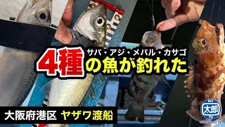 【サビキ釣り】 尺アジ・メバル・サバ・カサゴが釣れる大阪ヤザワ渡船のサビキ釣りが楽しすぎた！初心者やファミリーにもオススメ！釣った魚は料理していただきました #船釣り #サビキ釣り #メバル #アジ