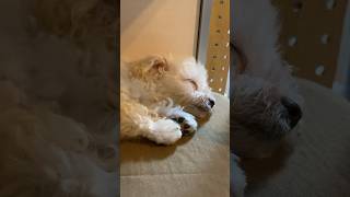 【マルプー】はじめての夜。犬は鼓動がはやい。