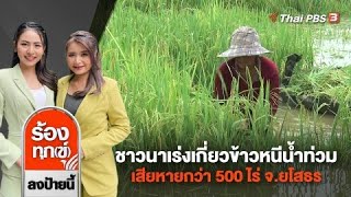 ชาวนาเร่งเกี่ยวข้าวหนีน้ำท่วม เสียหายกว่า 500 ไร่ จ.ยโสธร | ร้องทุก(ข์) ลงป้ายนี้