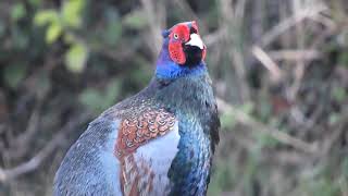 ゆっくり姿を消したキジ～野鳥観察　4464