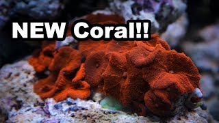 I bought great beginner corals at a Chinese fish store!