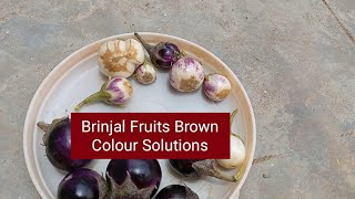 వంకాయ గోధుమ రంగు Solutions #AnushaGardener/Brinjal small size solution/ brinjal plant in Telugu 🌿😄😊😀