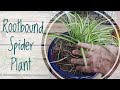 Repotting a very rootbound spider plant