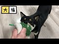 【豆柴】大福 目指せ警察犬！日々訓練に励む黒豆柴！