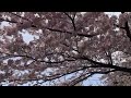 葛原岡神社前、満開の桜（2017.4.10）