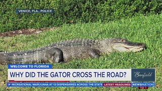 Why did the gator cross the road? | Banfield