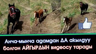 Укмуш КАБАР: Акылдуу АЙГЫР аттын ВИДЕОСУ тарады | Элдик Роликтер | Акыркы Кабарлар