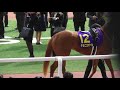 デルニエール、桜花賞のパドック。現地映像、阪神競馬場