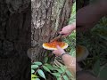 Harvesting Hemlock Reishi Mushroom - Foraged