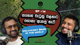 ගහෙන් වැටුනු වළහාට ගොනා ඇනපු හැටි!  - The Unluckiest Bear in the World (The BeanBag Podcast E14)