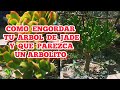 Cómo ENGORDAR el TRONCO de tu ÁRBOL DE JADE y CÓMO PODAR para que PAREZCA ARBOLITO