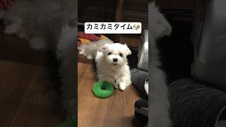 He's cute just chewing on his toy...   #shorts #cutedog #maltese