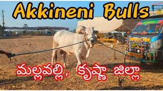 నాదెండ్ల గ్రామం సబ్ జూనియర్ విభాగంకి వచ్చిన అక్కినేని బుల్స్ | కృష్ణా జిల్లా | Bulls Of Andhra